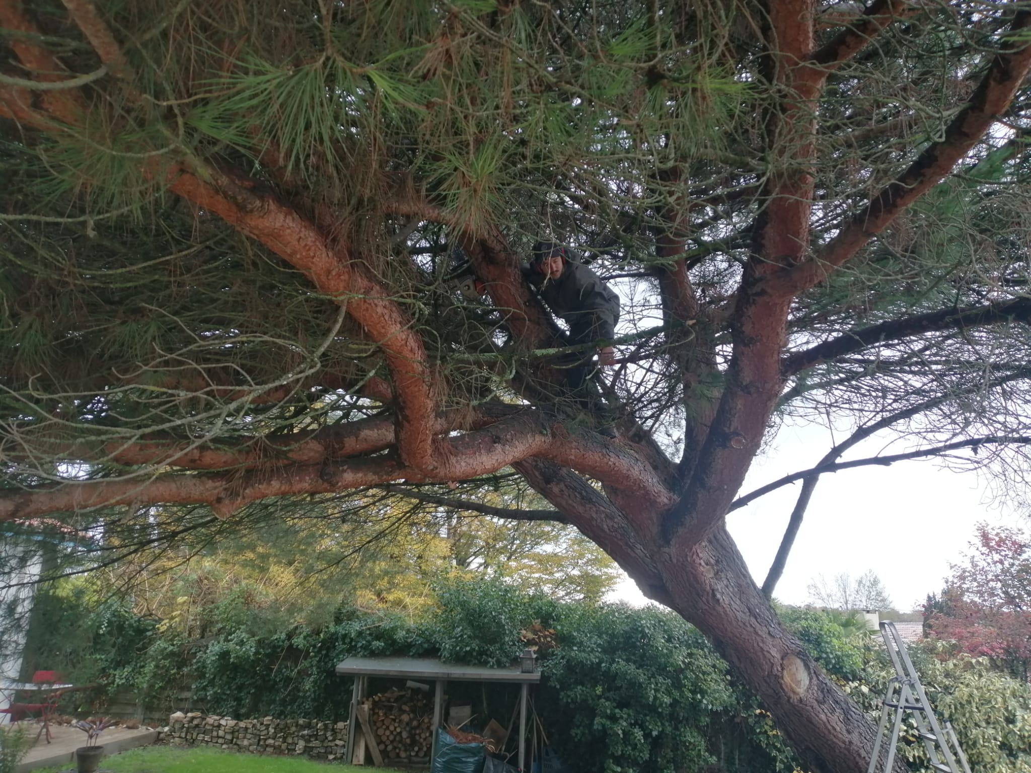 Grimpe dans un pin avant élagage