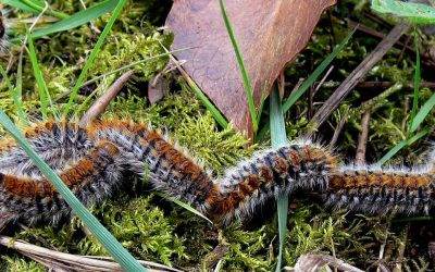 Les chenilles processionnaires : lutte biologique