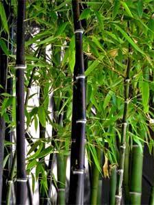 bambous noirs