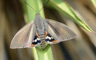 Papillon du palmier : comment lutter contre cet insecte ?