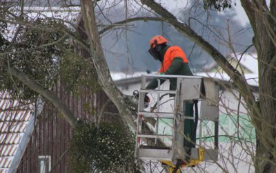 Élagage arbre, à quelle période faut-il s’en occuper ?