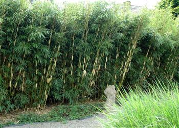 Haie de bambou