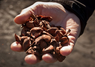 Coquilles de cacao