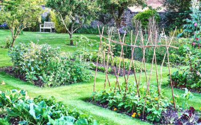 Création potager bio, les principes fondamentaux