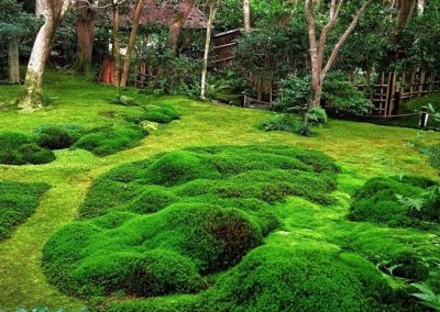 Jardin japonais de mousses