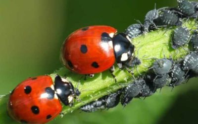 Insecte jardin lutte biologique contre les petits envahisseurs