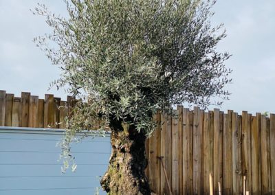 L'olivier est planté en lég_re surélévation pour bien le mettre en valeur.