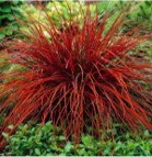 Carex rouge