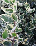 Ligustrum panaché vert et blanc