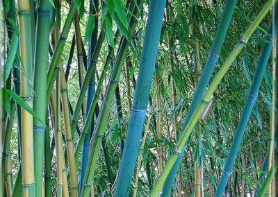 haie de jardin Bambous bleus