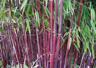 Bambous rouges haie jardin extérieur