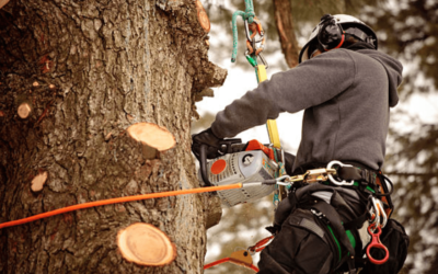 Élagage arbre : pourquoi le confier à un professionnel ?