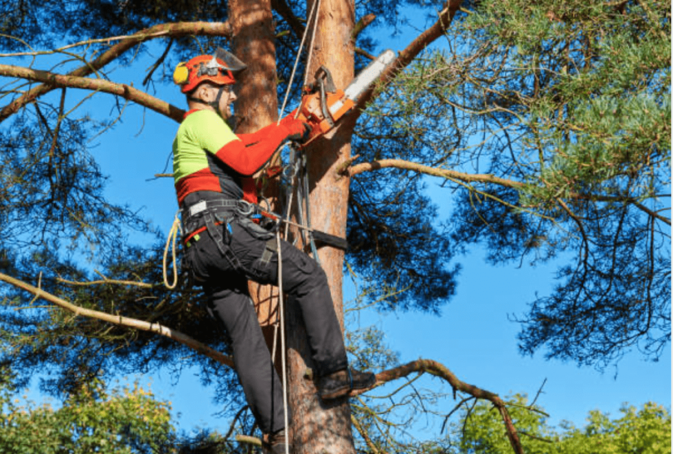 Élagage arbre découvrez pourquoi faire appel à un professionnel