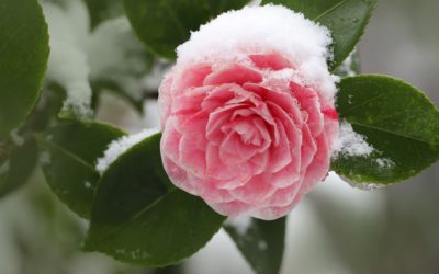 Entretien du jardin : comment préserver vos plantes en automne et hiver contre le gel ?