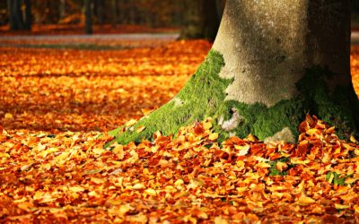 Nos conseils pour planter des arbres et arbustes en Automne