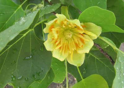 Fleur de liriodendron