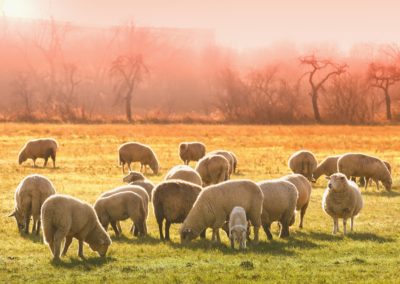 Clôture agricole moutons en pâture