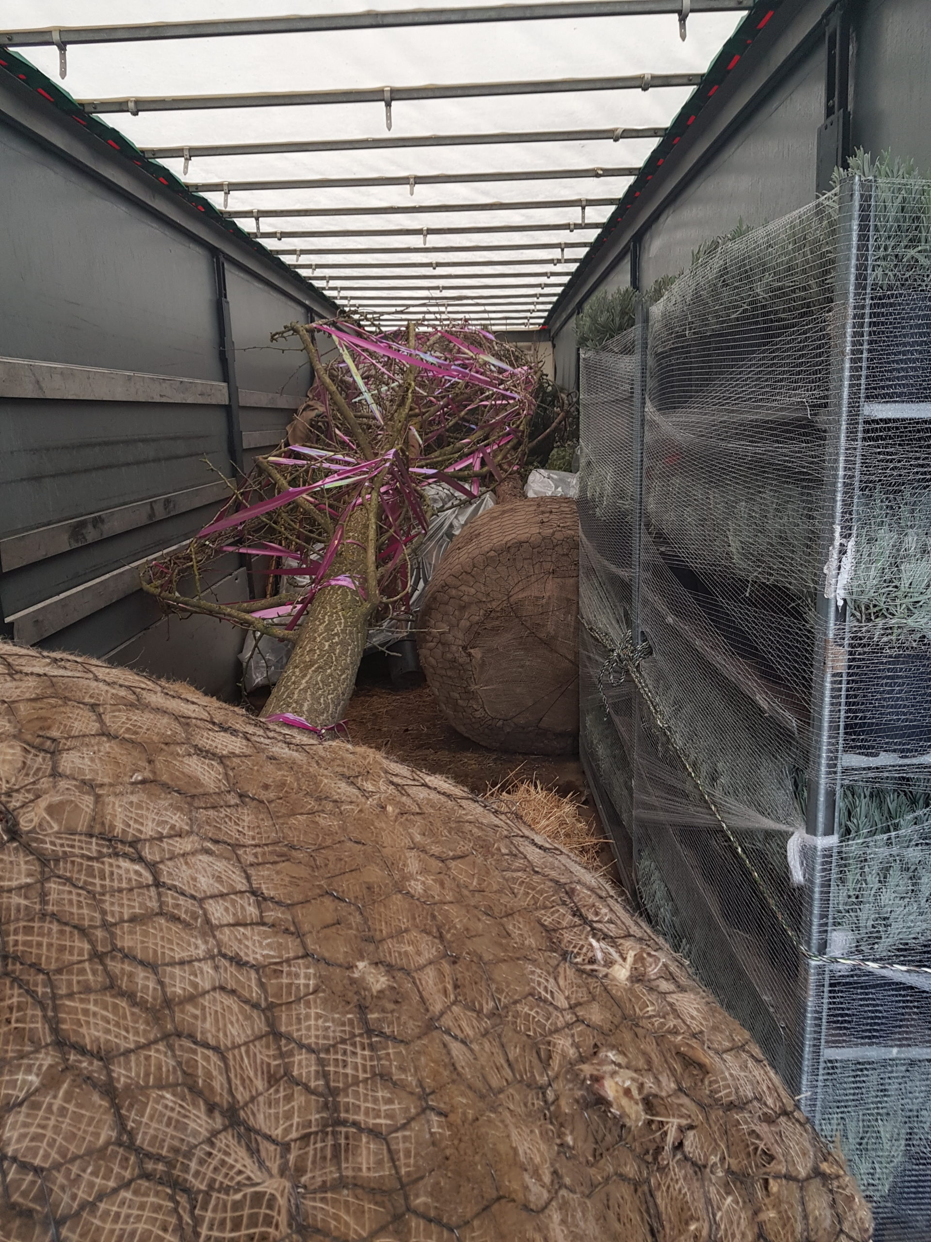 Transport des arbres en poids lourd