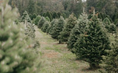 Sapin de Noël : est-il possible de les replanter