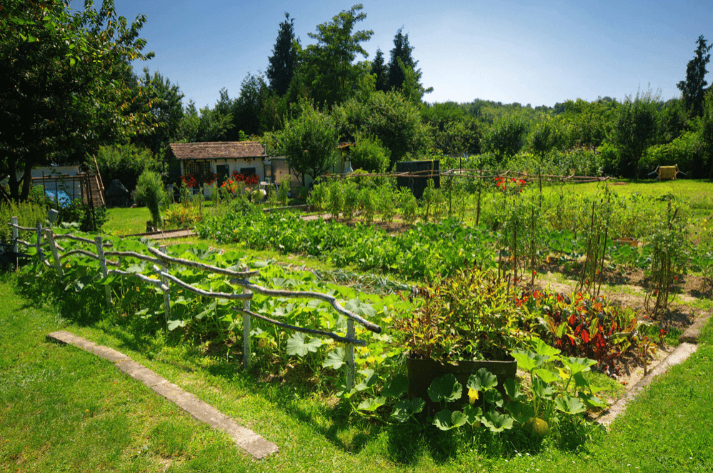 jardin potager traditionnel 