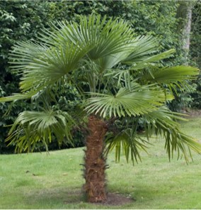 Palmier trachycarpus