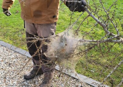 Branche coupée avec nid de chenilles processionnaires