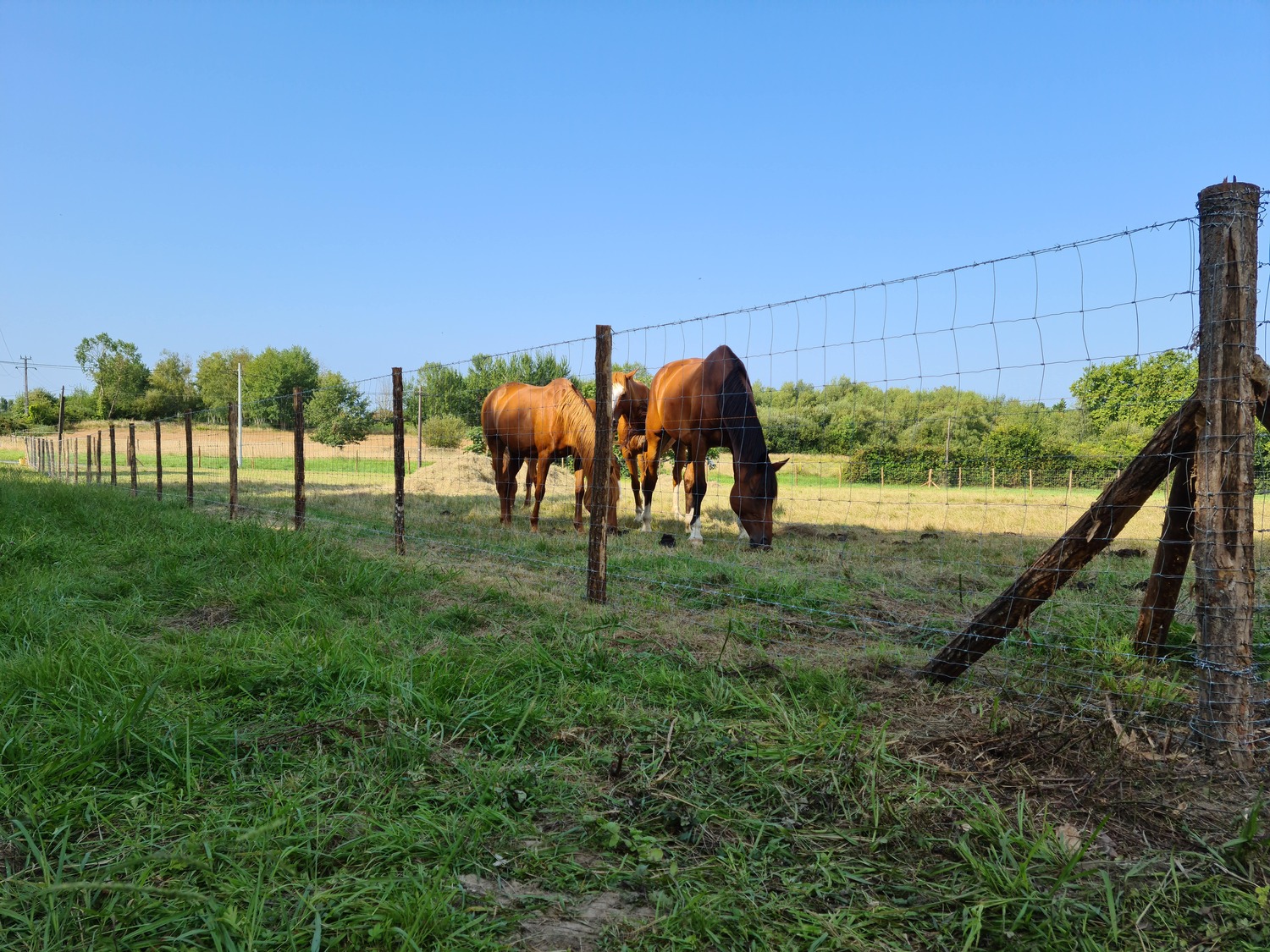 protection agricole clôture