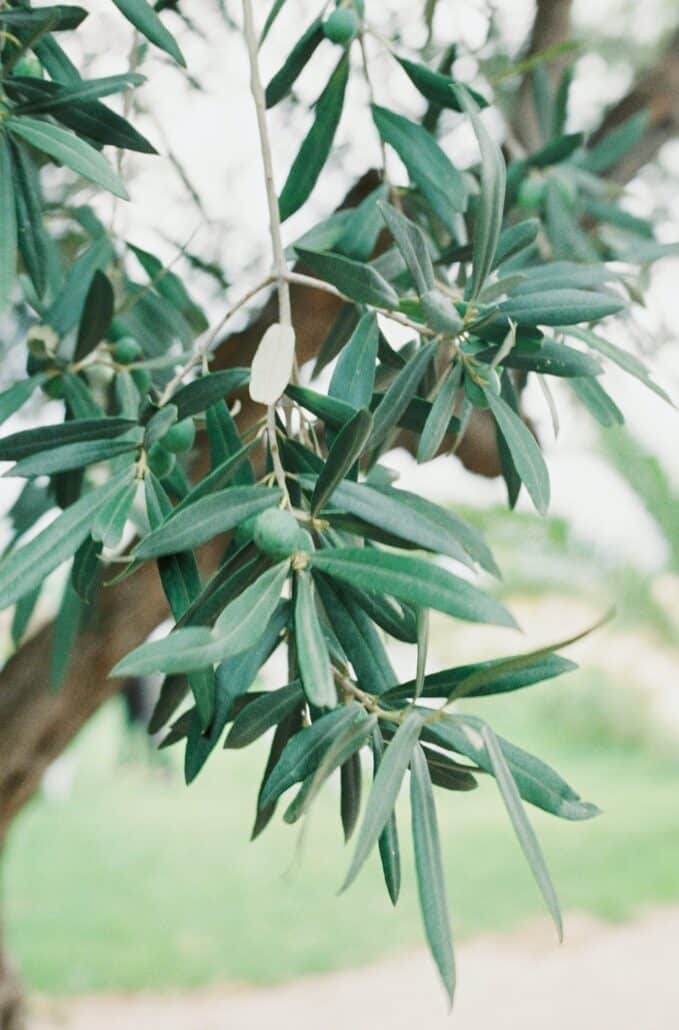 plante méditerranéenne olivier