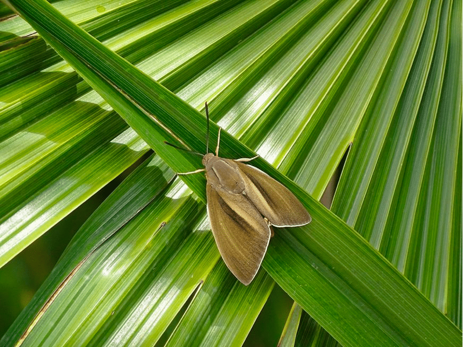 papillon du palmier apparition