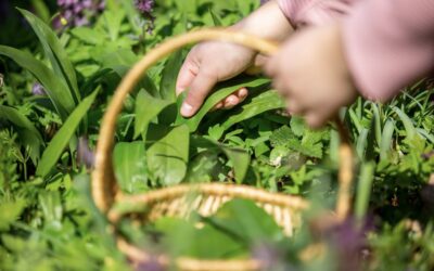 Plante aromatique – Conseils pour créer votre jardin aromatique à Bordeaux