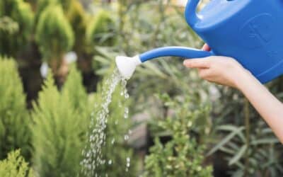 Comment réduire la consommation d’eau de son jardin ?