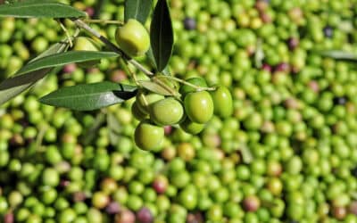 L’olivier : 5 différentes variétés et leurs caractéristiques