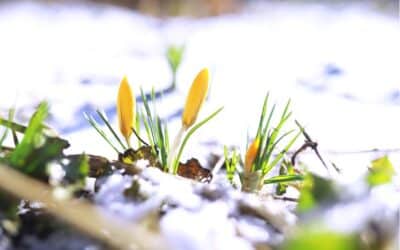 Jardin – passage de l’hiver au printemps, comment faire ?