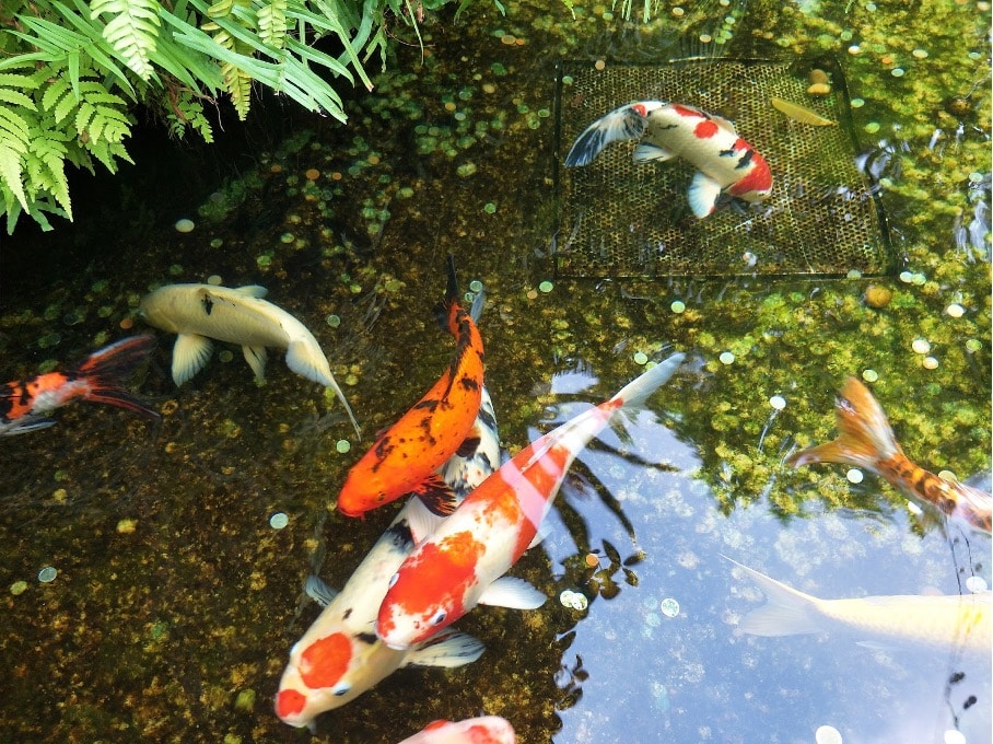 carpe koi bassin jardin