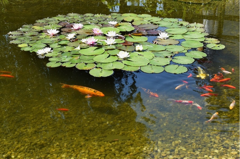 faune et flore bassin naturel