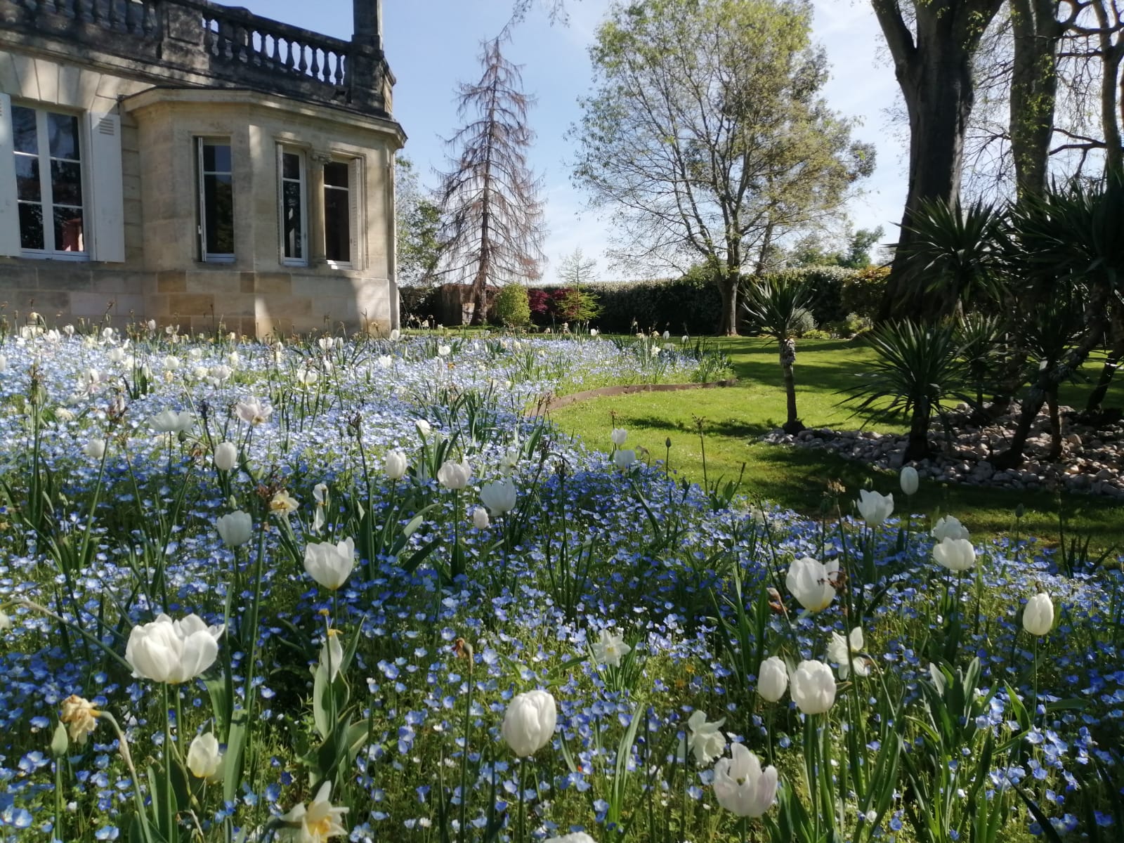 Jachère fleurie au Château Mazeyres à Libourne