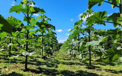 Paulownia : tout connaître sur cet arbre dont les médias parlent