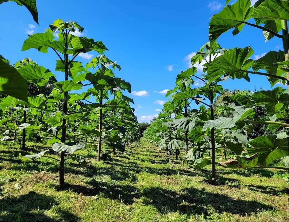 Paulownia arbre magique