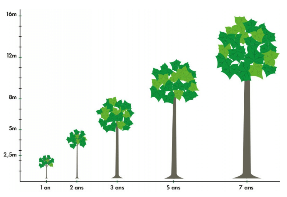 croissance Paulownia