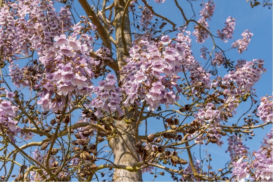 fleurs et variétés de Paulownia