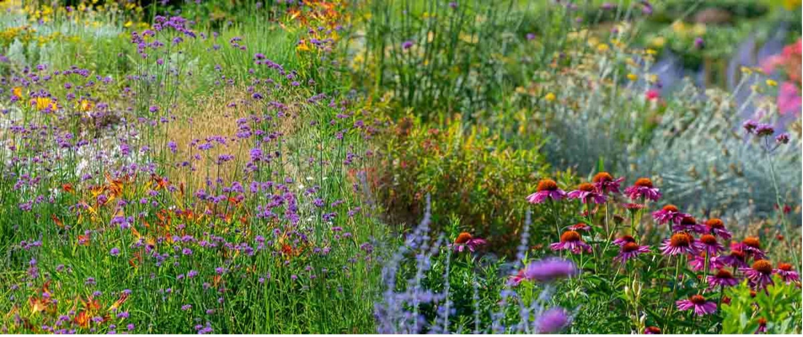 plantes pour jardin à l’anglaise