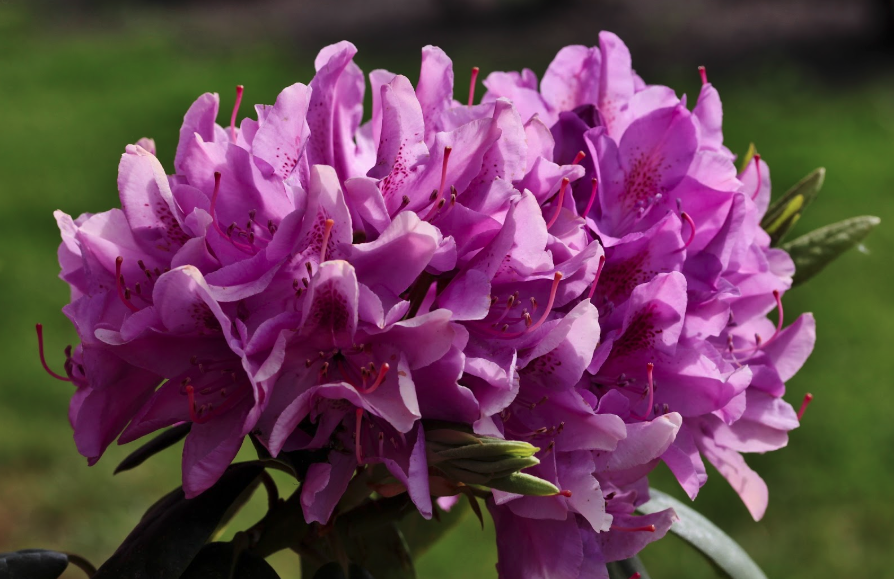 rhododendron