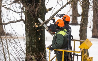 Élagage en milieu urbain : contraintes, réglementation et équipements adaptés