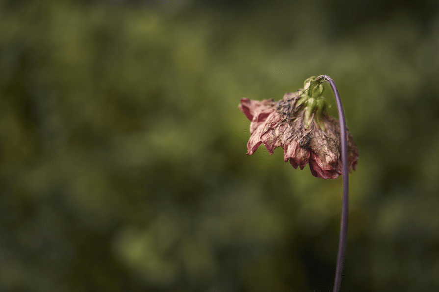 choix des plantes jardin choix des plantes jardin