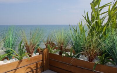 Réussir son jardin de bord de mer : astuces pour contrer le sel et le vent