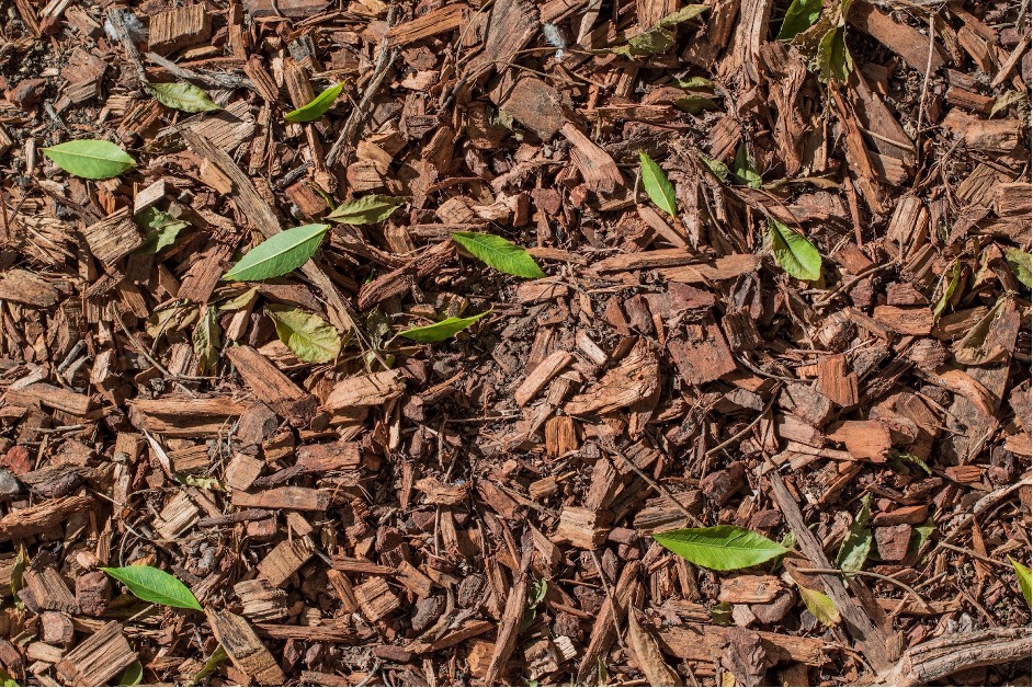 élagage en gironde paillis pour sol