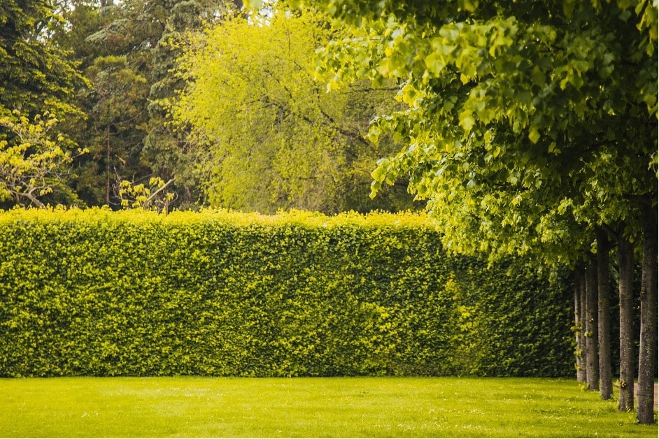 planter une haie jardin