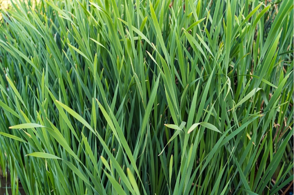 citronnelle et moustiques