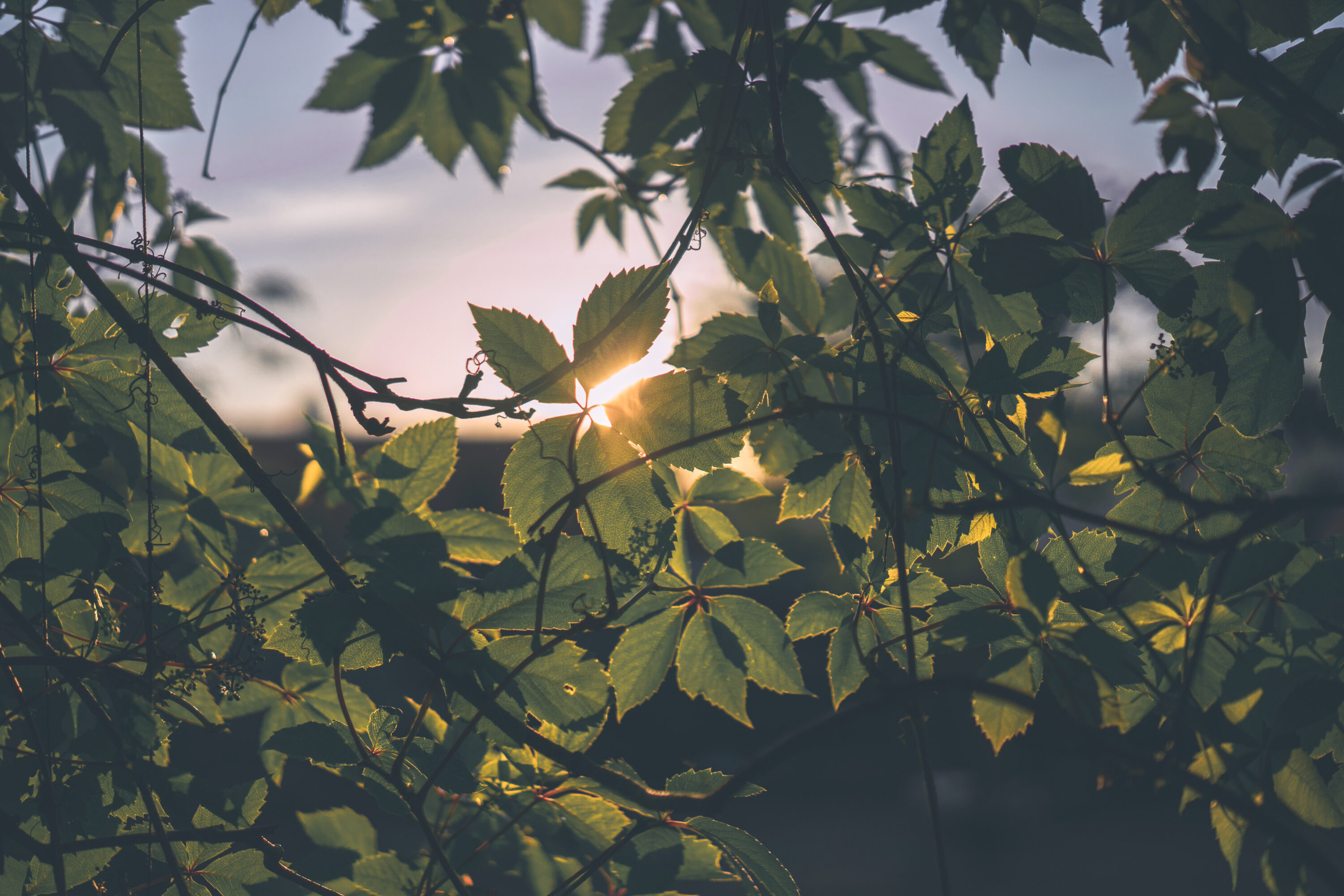 beau-paysage-exterieur Jardin fin de journée, impact du changement d’heure sur les plantes