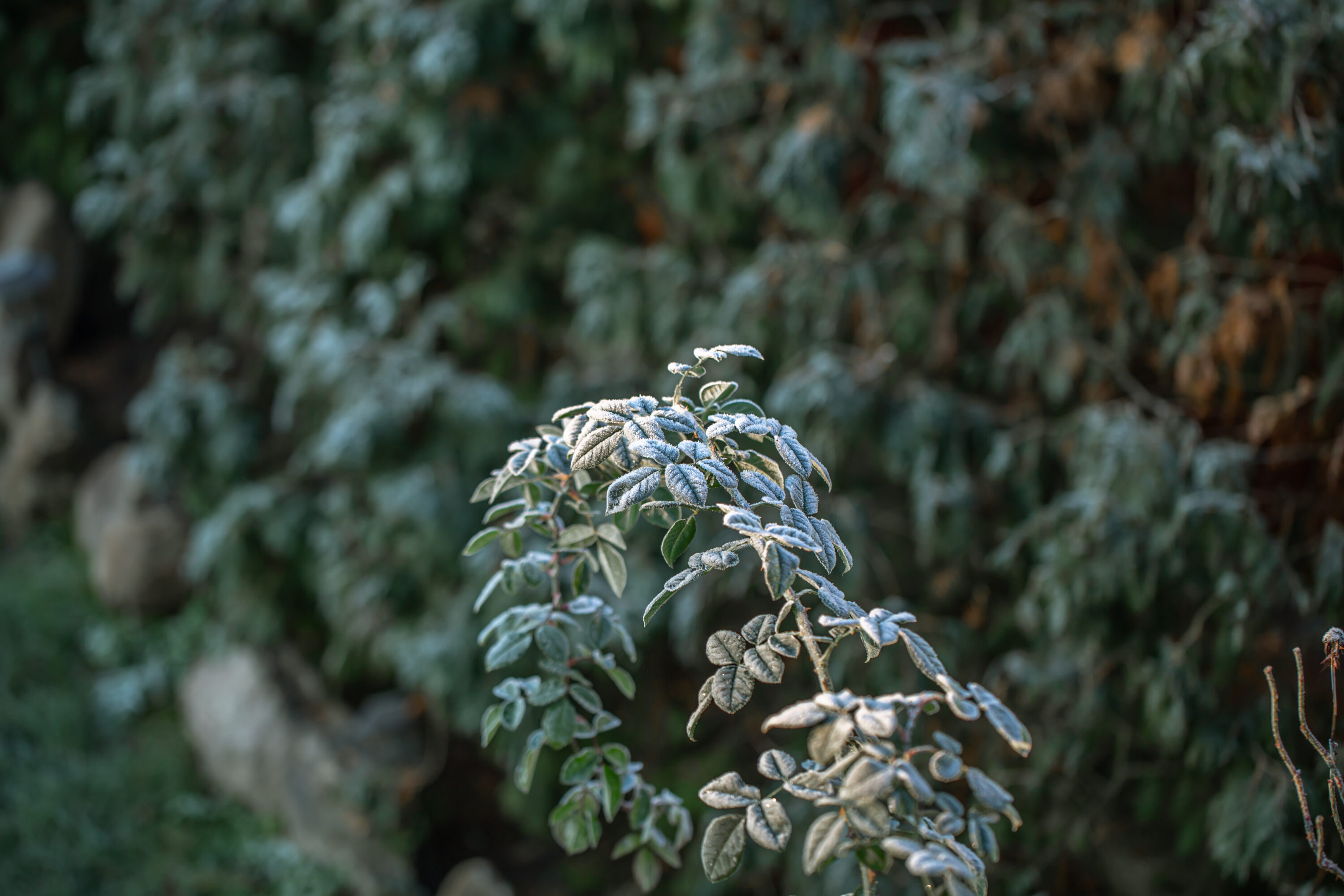 Twigs of wild plants on a frosty morning in the forest. Branche et feuilles gelées à cause d’une température froide, impact du changement d’heure sur les plantes
